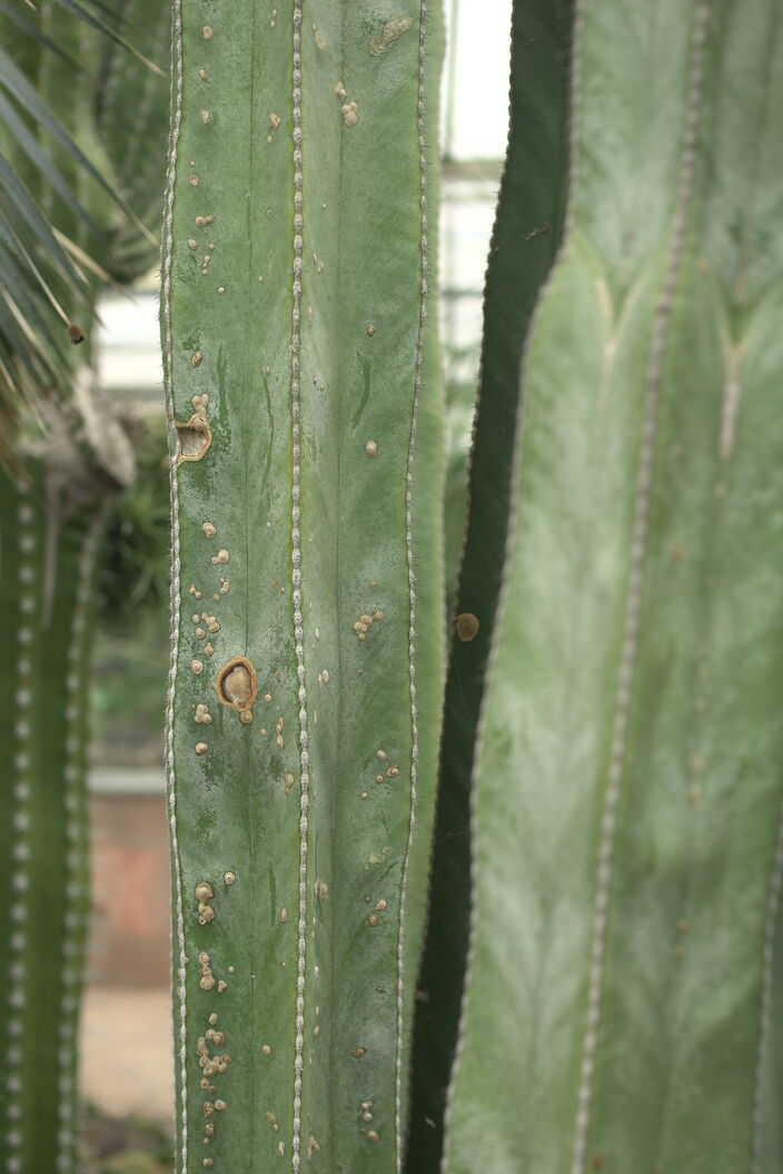 Kaktee im Botanischen Garten Chemnitz (2024)
