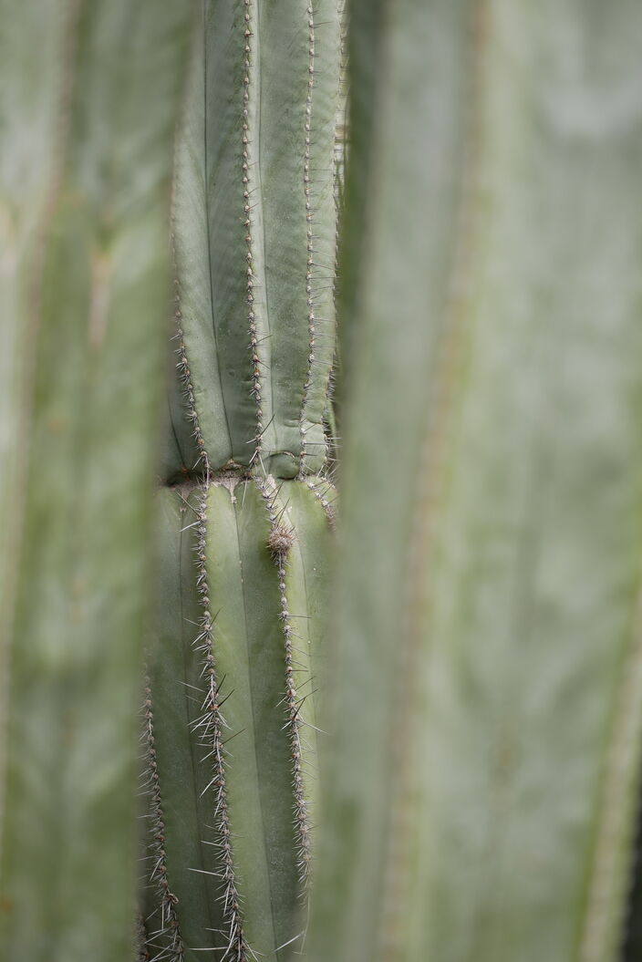 Kaktee im Botanischen Garten Chemnitz (2024)